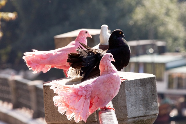 勒布朗·詹姆斯能否出战？湖人队对阵魔术队的受伤情况汇总.